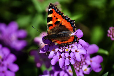 Close-up of butterfly pollinating on purple flower