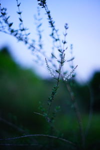 Close-up of plant against blurred background