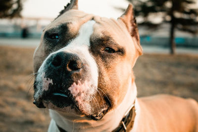 Close-up portrait of dog