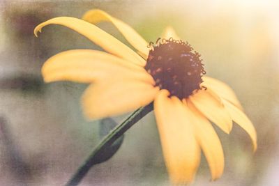 Close-up of wilted flower