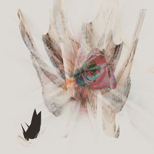 Close-up of birds flying over white background