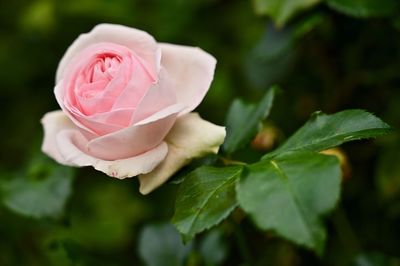 Close-up of pink rose