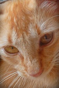 Close-up portrait of cat