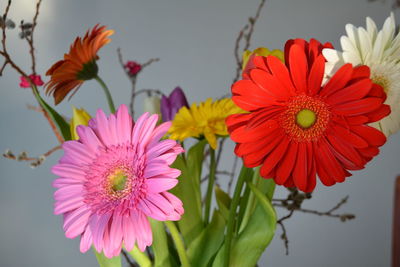 Close-up of pink flowers blooming outdoors