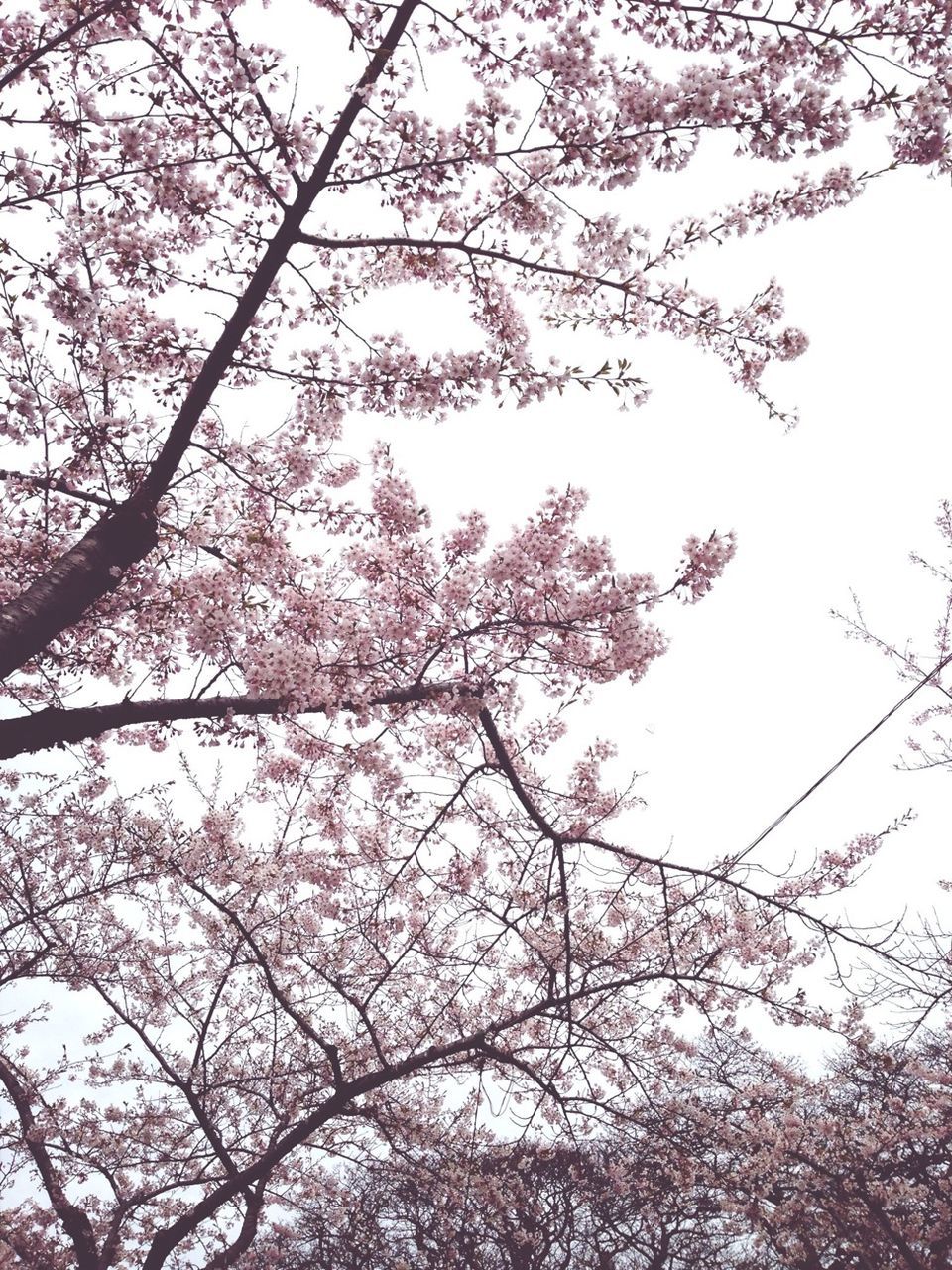 tree, low angle view, branch, flower, growth, beauty in nature, nature, freshness, sky, blossom, clear sky, cherry blossom, fragility, cherry tree, pink color, springtime, day, outdoors, no people, tranquility