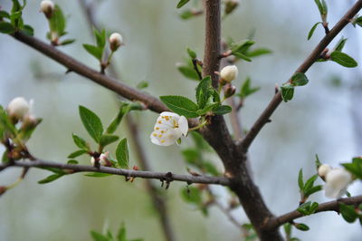 Close-up of white flowers