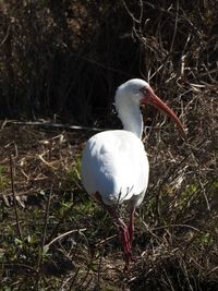 Close-up of bird perching on a field