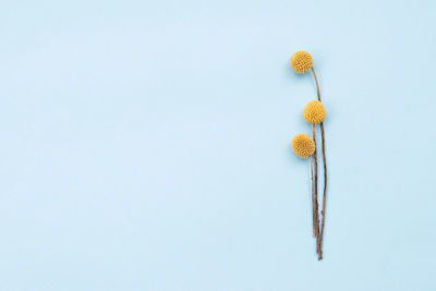 Beautiful yellow flowers laid out on a blue background.