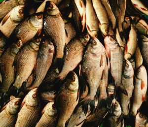 High angle view of fish for sale