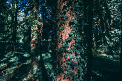 Close-up of tree trunk in forest