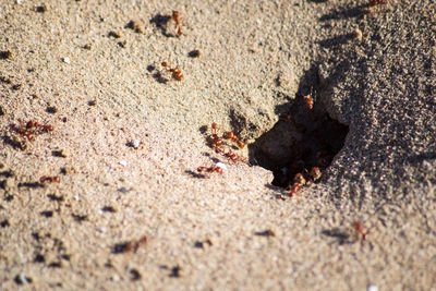 High angle view of crab on sand at beach