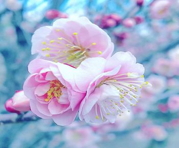 Close-up of pink cherry blossom