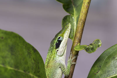 Close-up of lizard on leaf