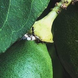 High angle view of insect on leaf