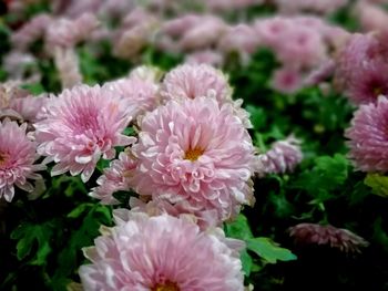 Close-up of pink flowers