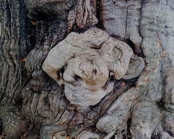 Full frame shot of tree trunk