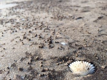 Close-up of sand on beach