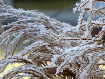 Close-up of frozen plants during winter