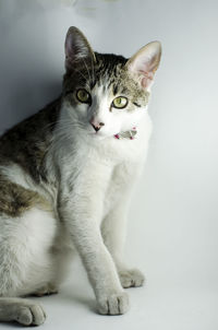 Close-up portrait of tabby cat