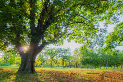 Trees on landscape