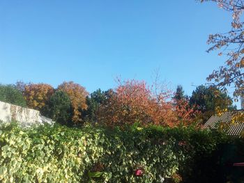 Flowers growing on tree against clear sky