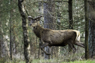 Side view of deer on tree trunk in forest