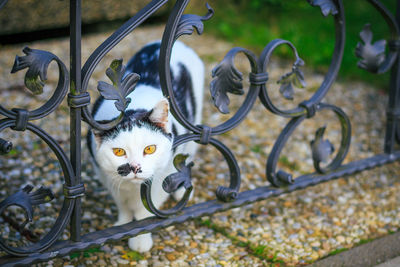 Portrait of cat seen through metallic fence