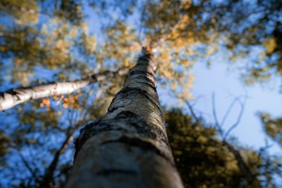 Low angle view of tree against sky