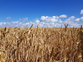 Scenic view of wheat field against sky