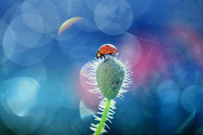 Close-up of insect on flower