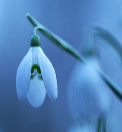 Close-up of flower in water