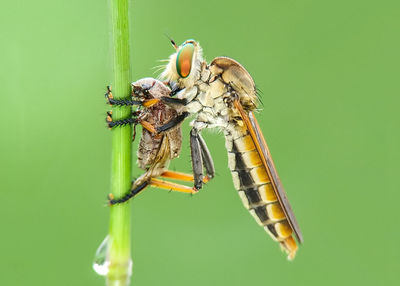 Close-up of insect on leaf