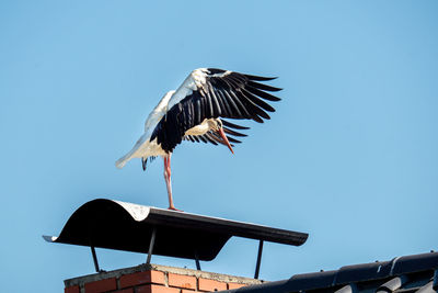 Low angle view of bird flying against clear sky