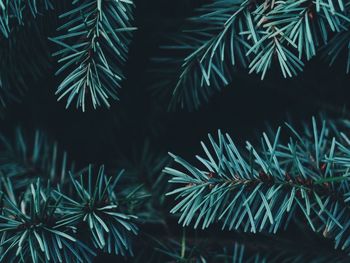 Full frame shot of pine tree in winter