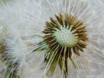 Close-up of white dandelion