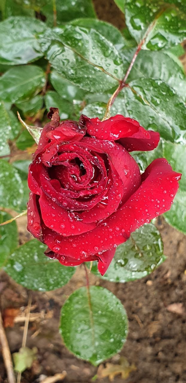 CLOSE-UP OF WET RED ROSE ON RAINY DAY