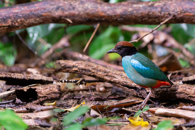 Close-up of bird perching on branch