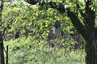 View of an animal sitting on tree trunk