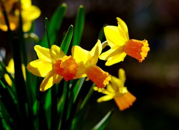 Close-up of yellow flower