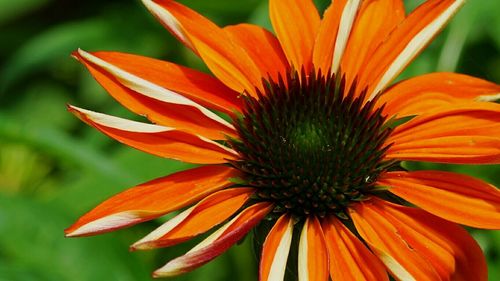 Close-up of orange flower