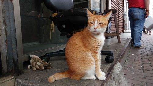Close-up of cat sitting by chair outside store