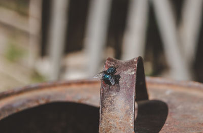 Close-up of grasshopper on rusty metal