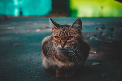 Portrait of cat on floor