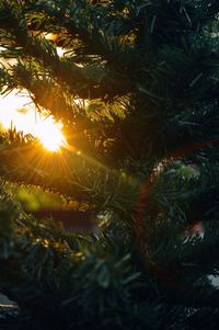 Close-up of palm tree during sunset