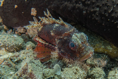 Close-up of fish in sea