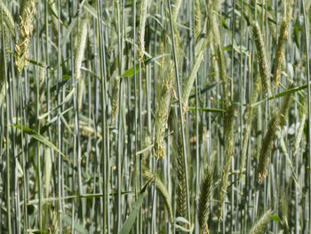 Full frame shot of bamboo plants