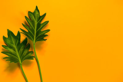 Close-up of plant against yellow background