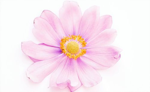 Close-up of pink flower against white background