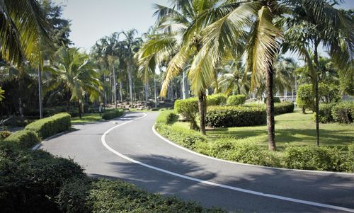 Road by palm trees against sky