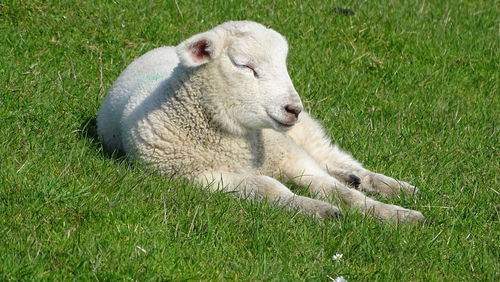 View of sheep resting on field